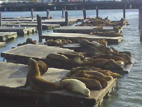 003 Seals At Pier 39 San Francisco 21st May 2010.jpg